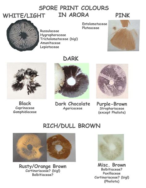Within 24 hours, <b>spores</b> will have fallen onto the paper in a unique pattern. . Psilocybe spore print color chart